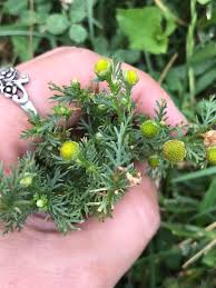 Attēlu rezultāti vaicājumam “Matricaria discoidea flower”