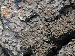 Attēlu rezultāti vaicājumam “Parmeliella triptophylla”