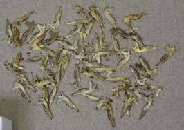 Attēlu rezultāti vaicājumam “Sorex sp.”