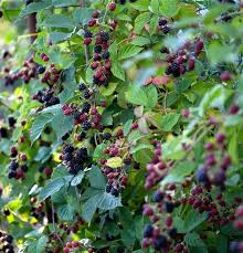 Image result for Rubus sectio