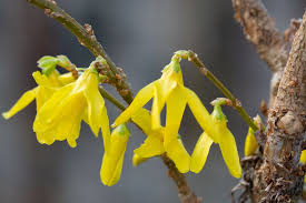 Attēlu rezultāti vaicājumam “Forsythia intermedia flower”