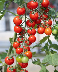 Afbeeldingsresultaat voor broad ripple yellow currant tomato