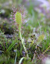 Attēlu rezultāti vaicājumam “Drosera anglica”