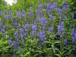 Image result for Veronica teucrium