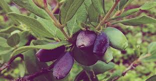 Attēlu rezultāti vaicājumam “Galium boreale fruit”