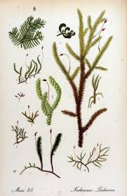 Attēlu rezultāti vaicājumam “Myurella julacea”