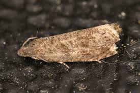 Attēlu rezultāti vaicājumam “Grapholita funebrana”