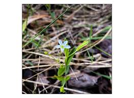 Attēlu rezultāti vaicājumam “Moehringia lateriflora leaf”