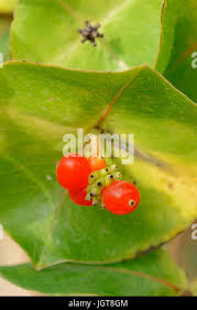 Attēlu rezultāti vaicājumam “Lonicera caprifolium fruit”