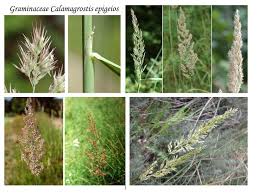 Attēlu rezultāti vaicājumam “Calamagrostis epigeios”