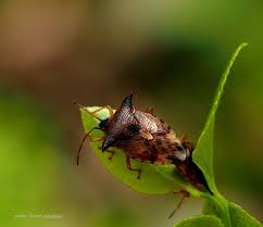 Attēlu rezultāti vaicājumam “Elasmucha ferrugata”