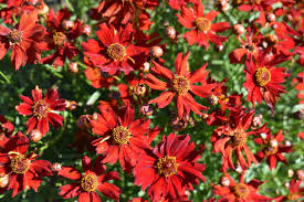 Image result for Coreopsis