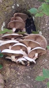 Attēlu rezultāti vaicājumam “Hypsizygus ulmarius”