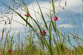 Attēlu rezultāti vaicājumam “Poa trivialis flower”