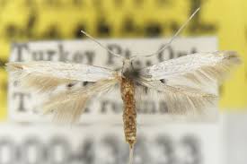 Attēlu rezultāti vaicājumam “Coleophoridae”