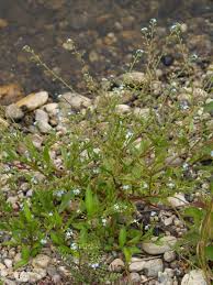 Attēlu rezultāti vaicājumam “Myosotis laxa subsp. baltica”