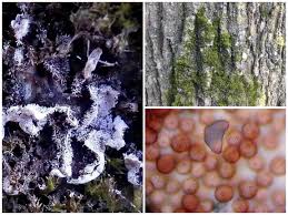 Attēlu rezultāti vaicājumam “Badhamiopsis praetermissa”