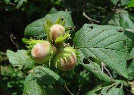 Attēlu rezultāti vaicājumam “Corylus avellana fruit”