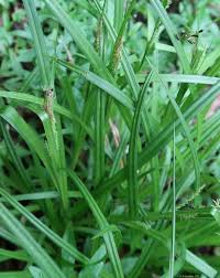 Attēlu rezultāti vaicājumam “Micropterix aureatella”