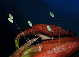 Attēlu rezultāti vaicājumam “Chrysopa eggs”