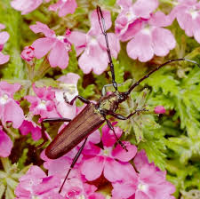 Attēlu rezultāti vaicājumam “Aromia moschata”