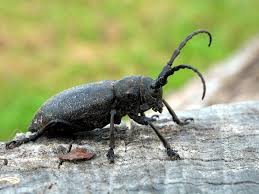 Attēlu rezultāti vaicājumam “Lamia textor”