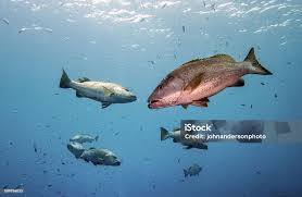 Image result for Lutjanus jocu