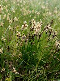 Attēlu rezultāti vaicājumam “Carex praecox”