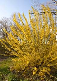 Attēlu rezultāti vaicājumam “Forsythia”