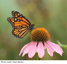 Image result for monarch butterfly