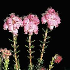 Attēlu rezultāti vaicājumam “Erica tetralix leaf”