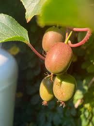 Attēlu rezultāti vaicājumam “Actinidia kolomikta fruit”