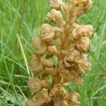 Attēlu rezultāti vaicājumam “Neottia nidus-avis fruit”