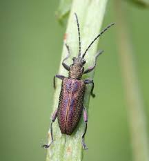 Attēlu rezultāti vaicājumam “Donacia clavipes”