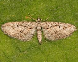 Attēlu rezultāti vaicājumam “Eupithecia pusillata”