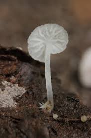 Attēlu rezultāti vaicājumam “Delicatula integrella”