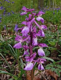 Attēlu rezultāti vaicājumam “Orchis mascula flower”