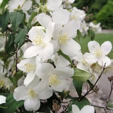 Attēlu rezultāti vaicājumam “Philadelphus lemoinei”