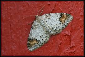 Attēlu rezultāti vaicājumam “Venusia blomeri”