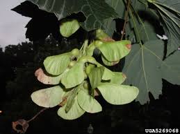 Attēlu rezultāti vaicājumam “Acer pseudoplatanus”