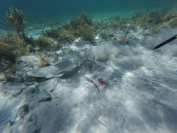 Image result for Platycephalus speculator