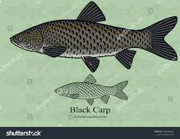 Image result for Mylopharyngodon piceus