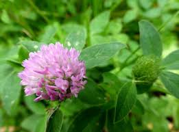 Attēlu rezultāti vaicājumam “Trifolium medium”