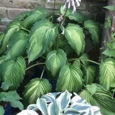 Image result for Hosta Warpaint