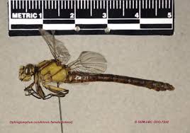 Attēlu rezultāti vaicājumam “Gomphidae”