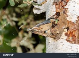 Attēlu rezultāti vaicājumam “Sitta europaea nest”