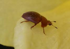 Attēlu rezultāti vaicājumam “Cychramus luteus”