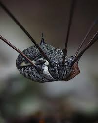 Attēlu rezultāti vaicājumam “Opiliones”