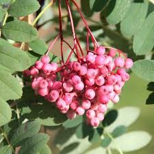 Attēlu rezultāti vaicājumam “Sorbus”