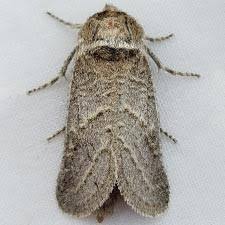 Attēlu rezultāti vaicājumam “Claustria didermoides”